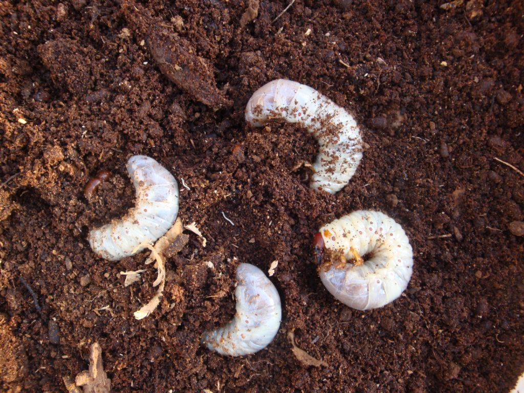 Larva di Rinoceronte volante: Oryctes nasicornis